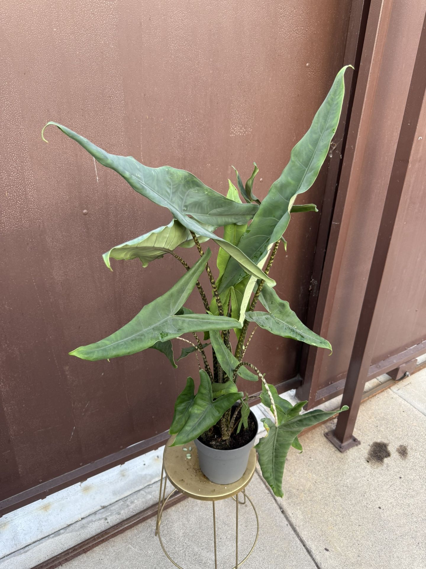 7 Big Alocasia Zebrina W/ Multiple Plants