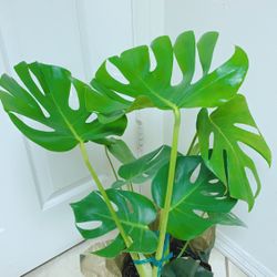 Beautiful Monstera Deliciosa Plants - 29”Tall/8” Nursery Container - Indoor Plant