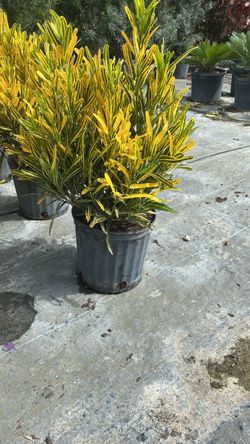 Croton Banana - 3 Gallons