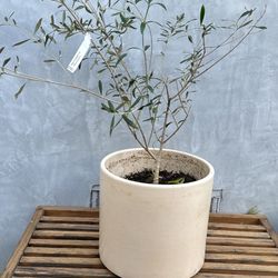 Live Potted Fruitless Olive Tree