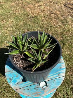 Small Agaves 3gal.
