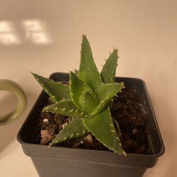Alligator aloe succulent