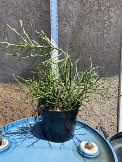 Unique Euphorbia “Briar Patch”  Rooted