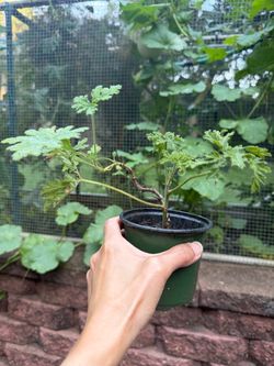 Mosquito Plant