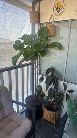 Fiddle leaf fig tree with planter pot