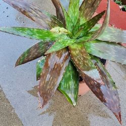 Big Aloe Plant 5 Gallon 