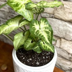 Nephthytis Bushy House Plant In Cute Ceramic 5.5"H Pot.