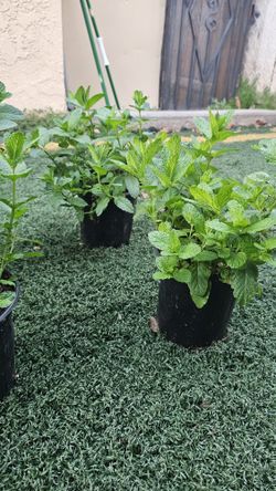 Planta De yerbabuena