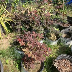 Japanese Maple Trees 12 Inches 