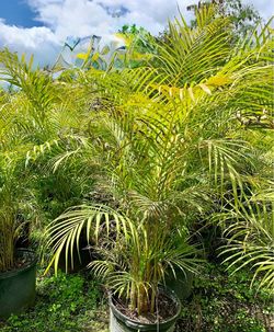 Areca 7g healthy and full