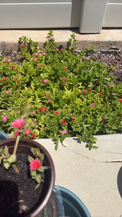 Decorative Plant 🪴