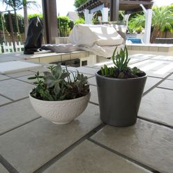 Set Of Gray & White Print Garden Pots With Succulents