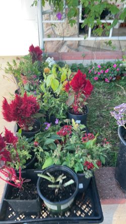 Plants🌸🌼🌷✌️😎