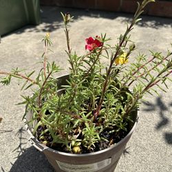 Potted Moss Rose Plant