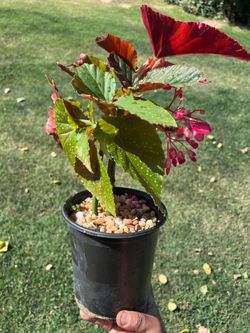 Begonia