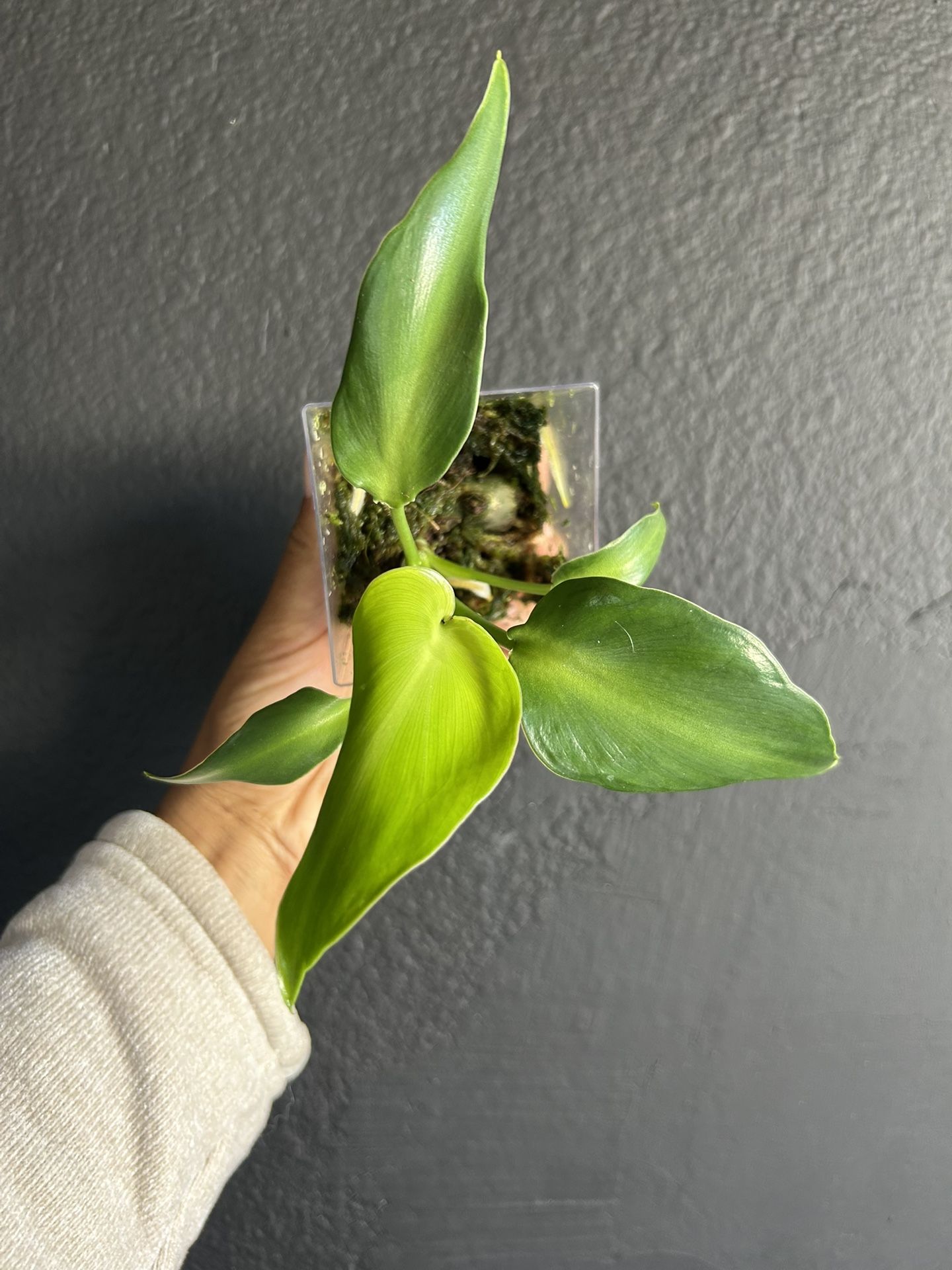 Philodendron Rugosum Aberrant Form