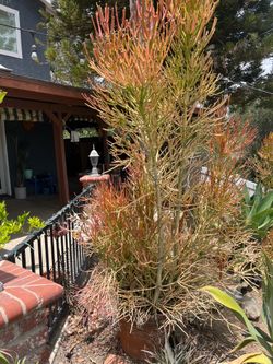 Fire stick plant