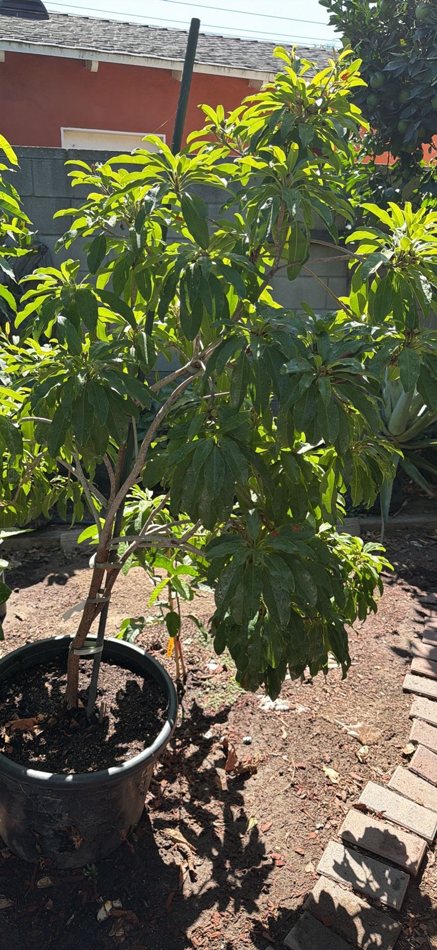 Fruiting Molix Sapodilla Tree For Dale