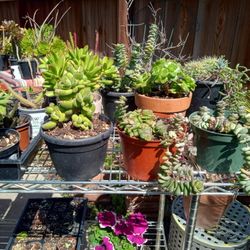 Succulents 
