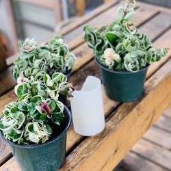 Price is each—Live indoor VARIEGATED Hoya Compacta plant in a plastic planter pot—firm price