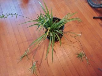 Extra Large Soider Plant Houseplant 