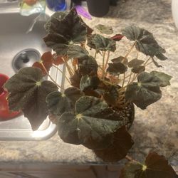 Begonia 