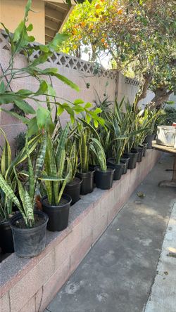 Snake plants