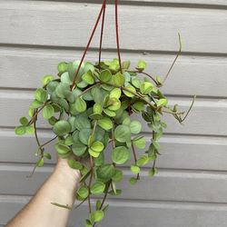 6” peperomia hope