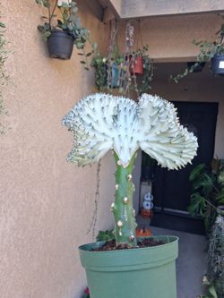 Gray Mermaid Tails Cactus 🌵 Plant $35