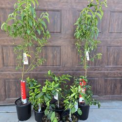 Fruit and Citrus treea