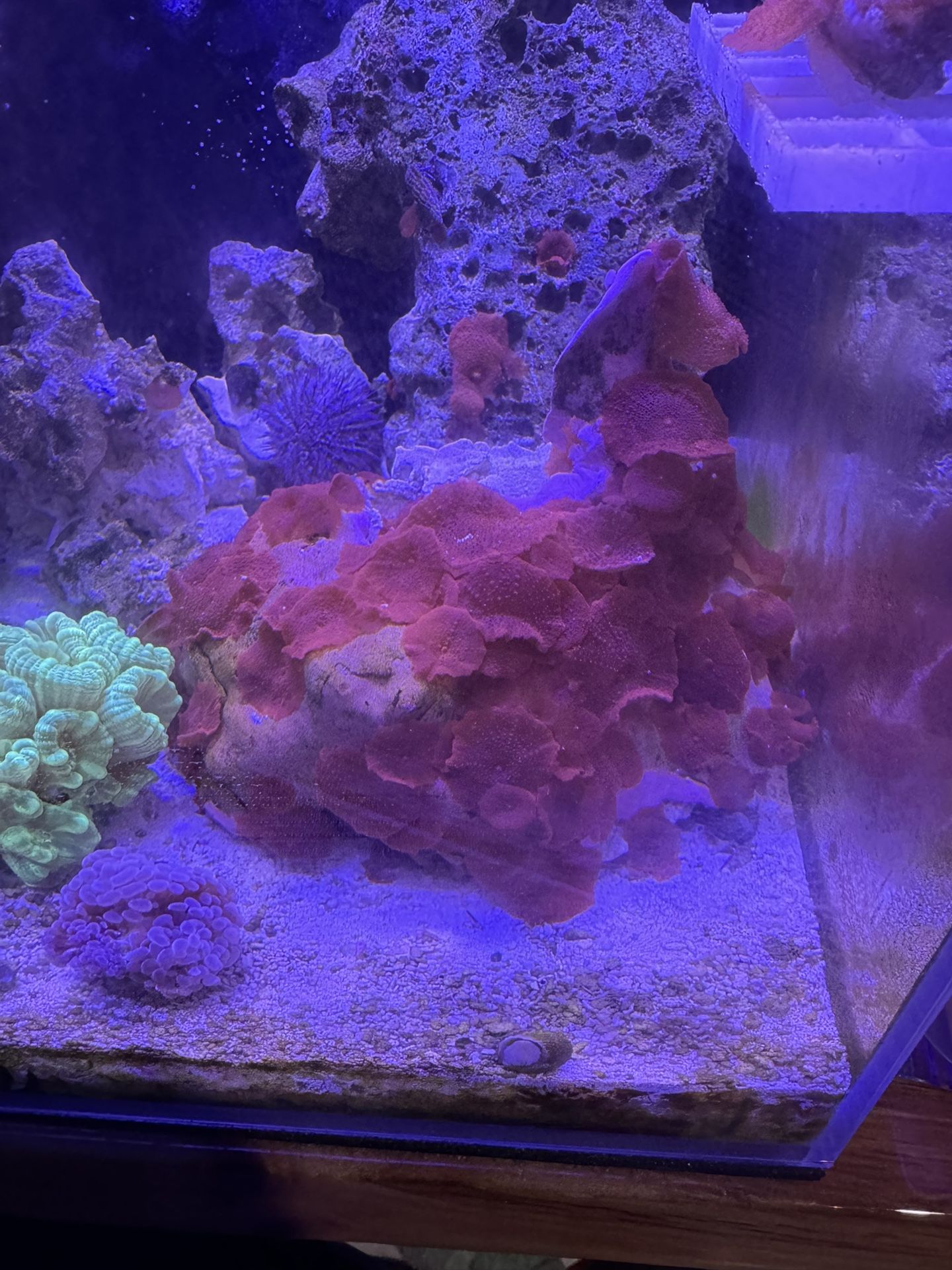 Fake Coral Decorations