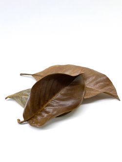 Magnolia Leaf Litter