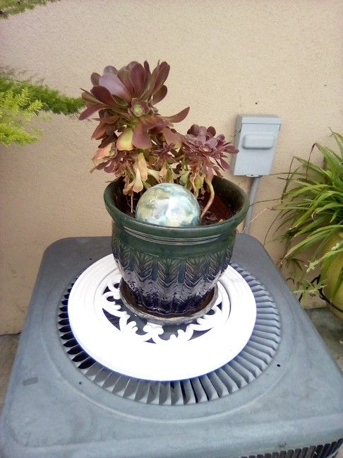 Succulent In Nice Pot