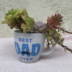 Succulent Plant 