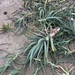 Free Aloe Plants 