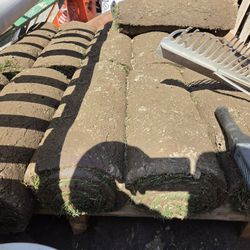 12 Pieces Of Fescue