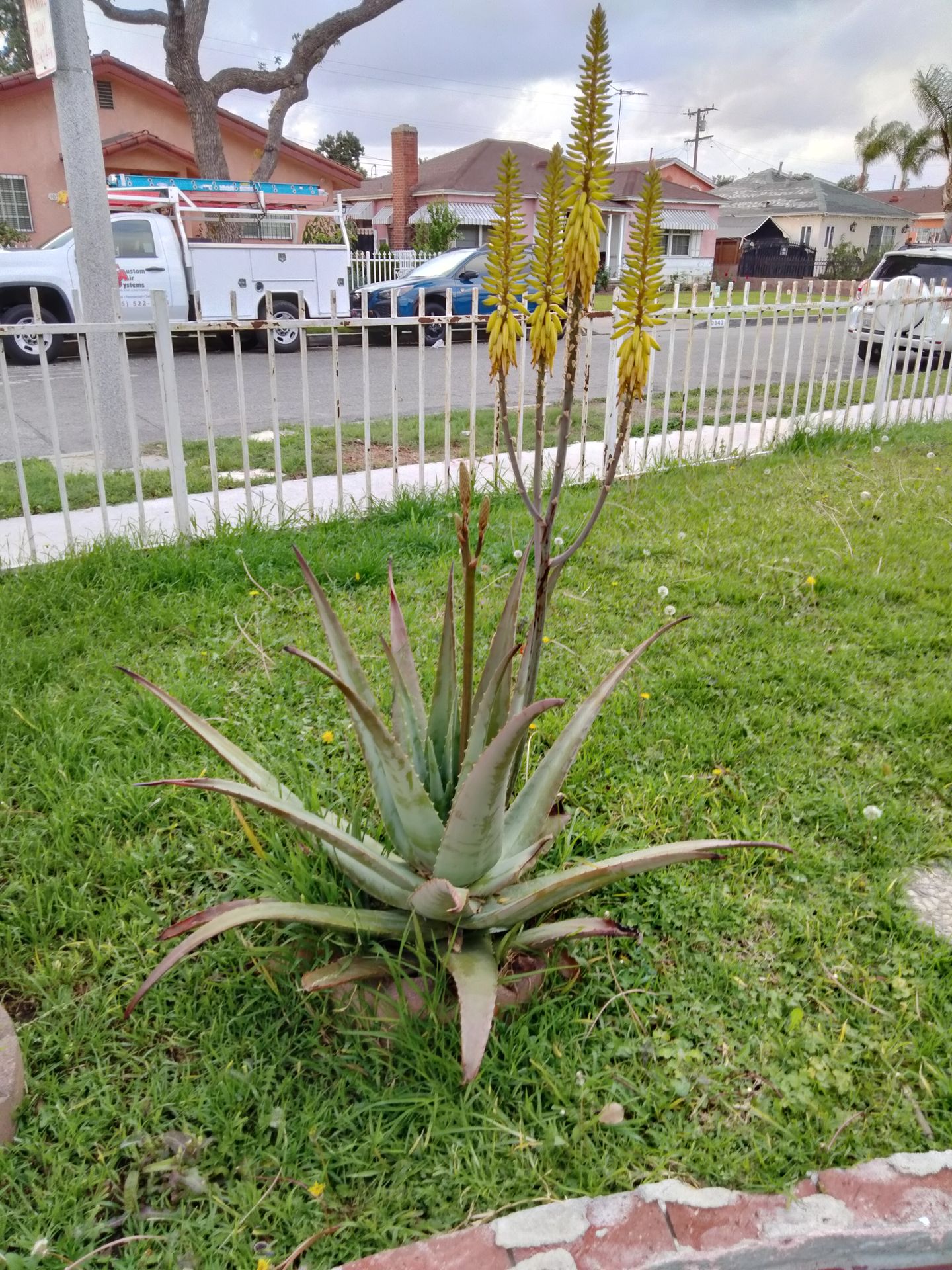Sabila plant muy buena medicinal