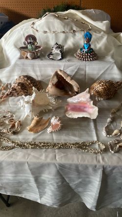 My collection of conch shells and other shells