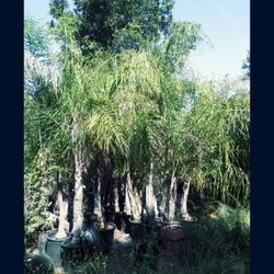 Palm Trees Queen Palms 15 Gallon 8 Feet Tall 10 Feet