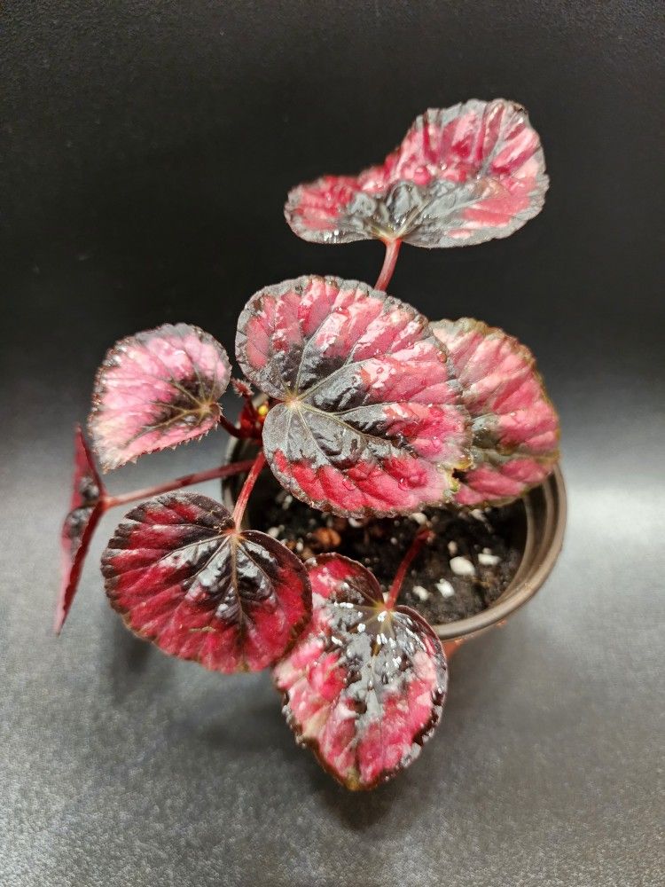 Begonia Red Kiss Plant