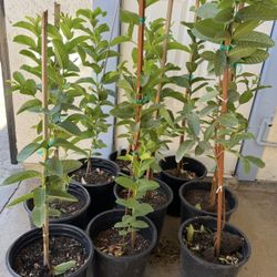 Pink Guava Trees 3F $35 Each Price Firm