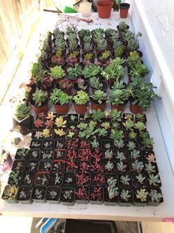 Succulents for sale