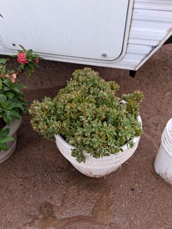 Large Succulent Plant in White Ceramic Pot