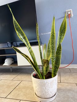 Plant/pot