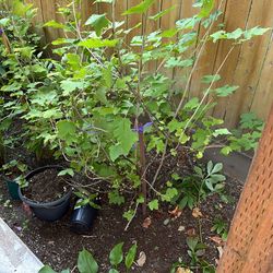 Red Currant and white currant
