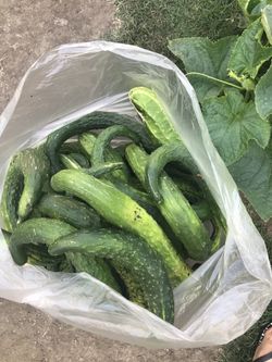 Pepinos frescos recién cortados 1 dólar la libra