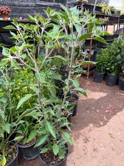 Chile Cobra Negro  🌶️ 🔥🔥
