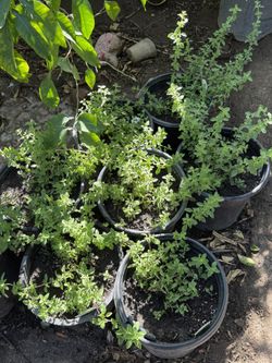 Mexican Oregano