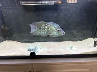 Fish tank
