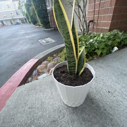 Snake Plant
